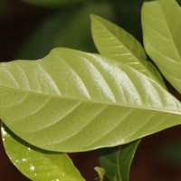 Gardenia jasminoides J.Ellis